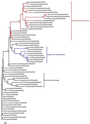 Genetic characterization and pathogenicity of H7N9 highly pathogenic avian influenza viruses isolated from South China in 2017